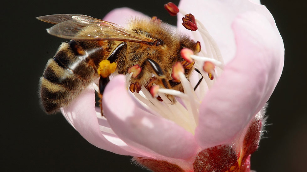 Bee_pollinating_peach_flower