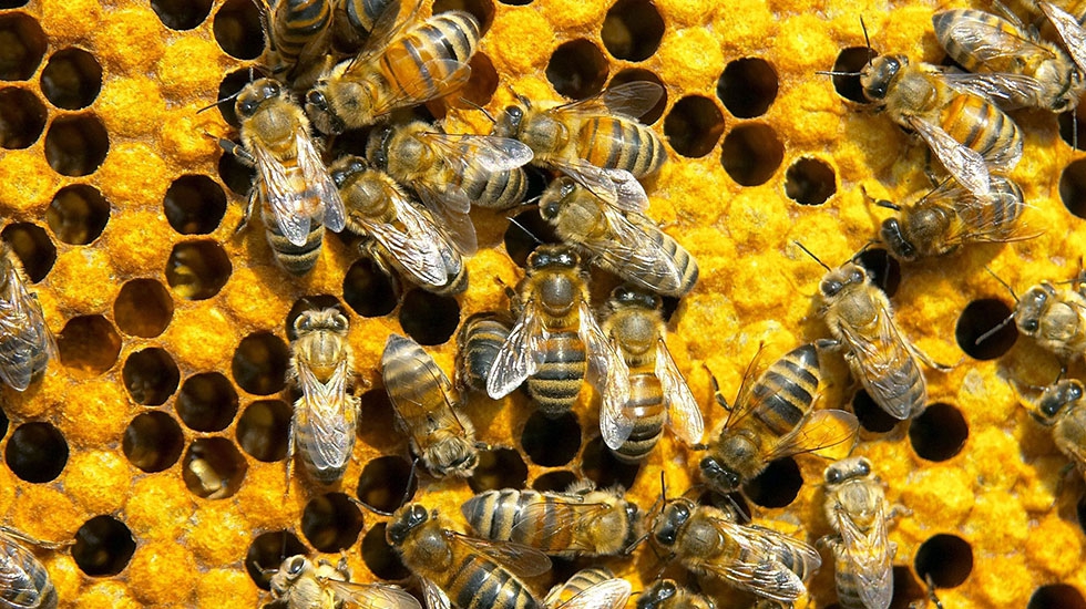 Bees-and-comb