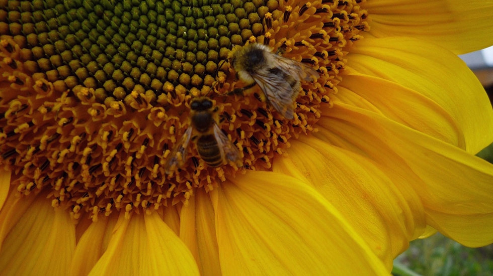 Bees-on-Sunflower