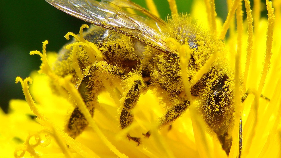 Image-Pollination_Bee_Dandelion_Zoom2