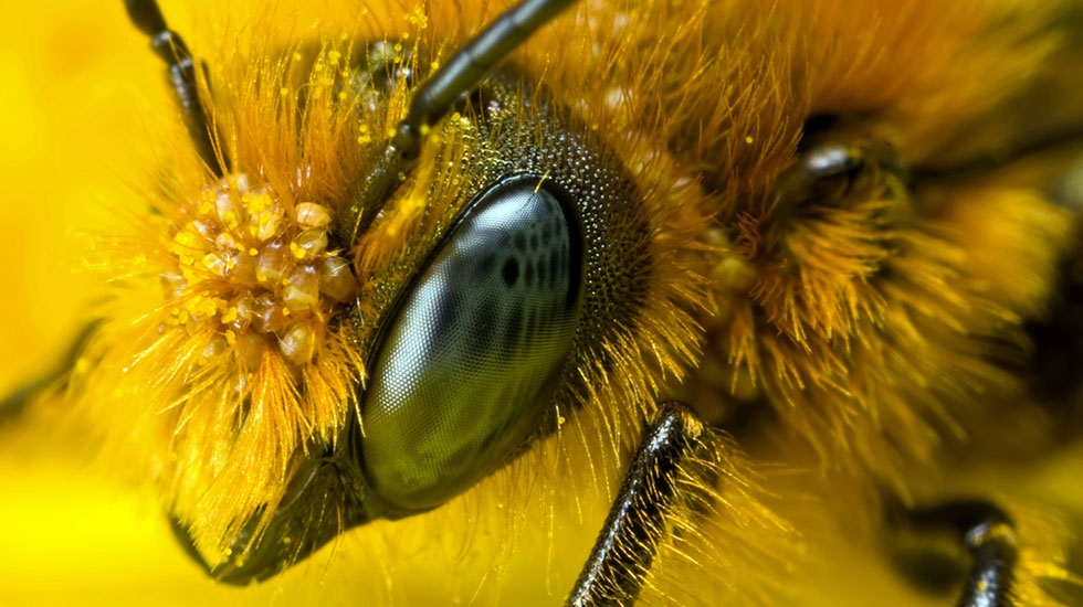 pollen-on-head