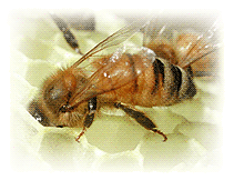 Bee Nectar